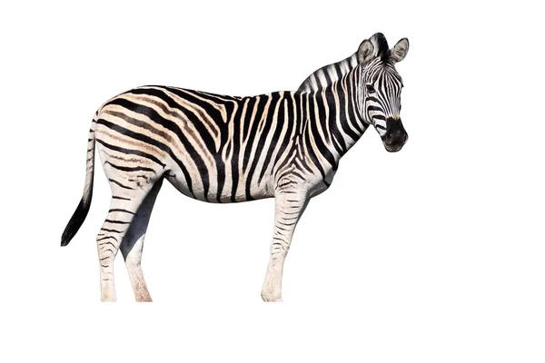 Steppezebra, gemeenschappelijke zebra of Burchells zebra, Equus quagga — Stockfoto