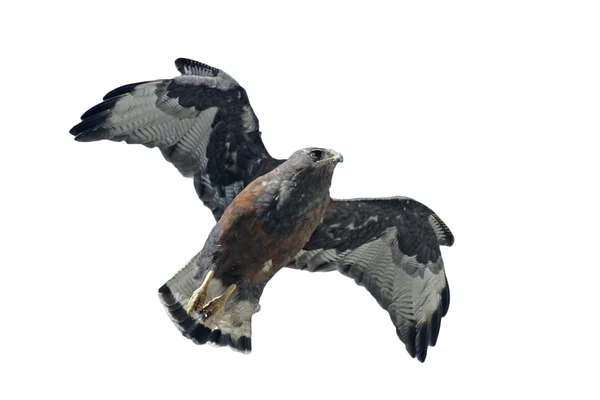 Röd-stödda hawk buteo polyosoma — Stockfoto