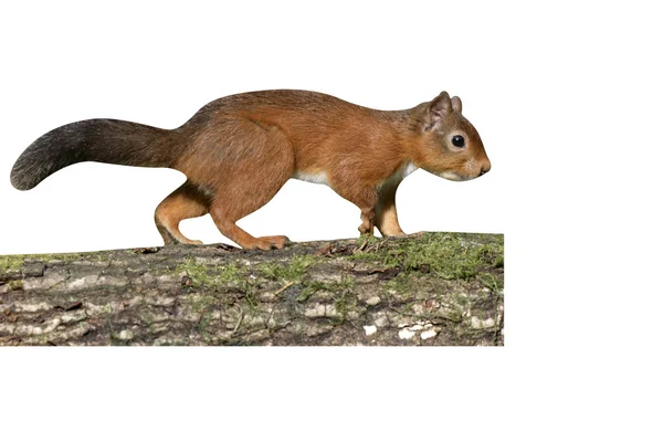 Esquilo vermelho, Sciurus vulgaris — Fotografia de Stock