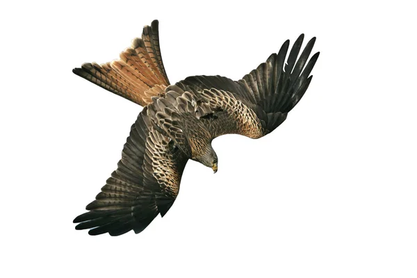 Red kite, Milvus milvus — Stock Photo, Image