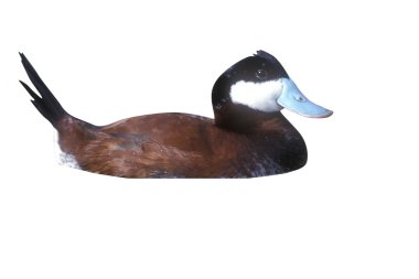 dikkuyruk oxyura jamaicensis