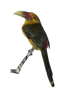 Safran toucanet, baillonius bailloni