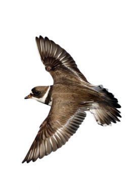 semipalmated cılıbıt, charadrius semipalmatus,