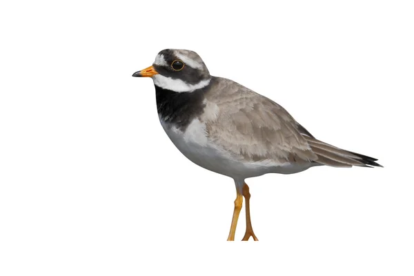 Ringed plover, Charadrius hiaticula — Stock Photo, Image