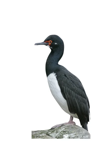 Rock cormorant, Phalacrocorax magellanicus, — Stock Photo, Image