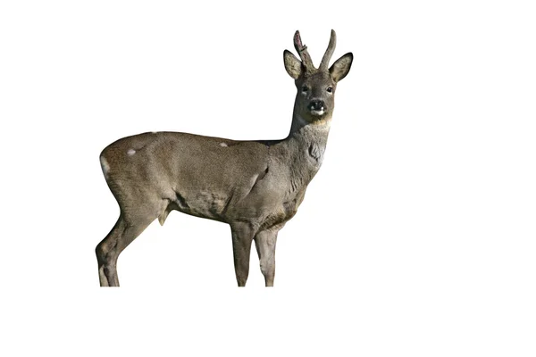 Roe deer,  Capreolus capreolus — Stock Photo, Image