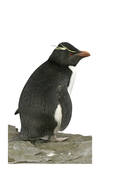 Penguin Rockhopper, Eudyptes chrysocome — Stok Foto