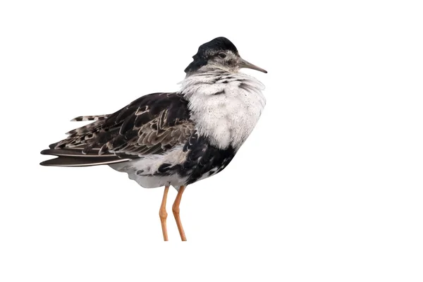 Ruff, Philomachus pugnax — Fotografia de Stock