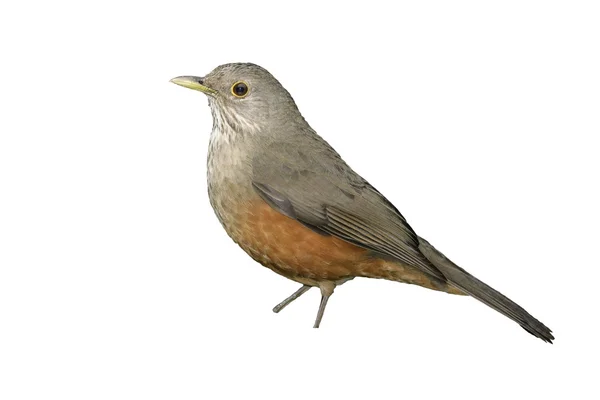 Rufous-bellied thrush, Turdus rufiventris — Stock Photo, Image