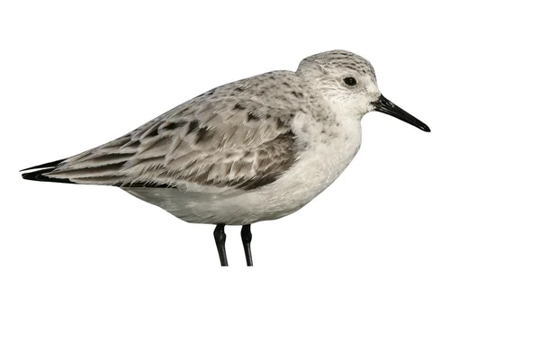 Drieteenstrandloper, calidris alba — Stockfoto