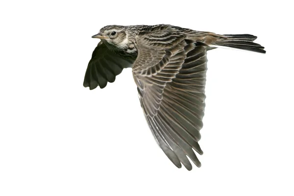 Skylark, Alauda arvensis — Stock Photo, Image