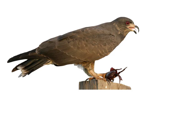 Snail kite, Rostrhamus sociabilis — Stock Photo, Image