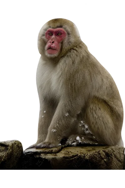 Mono de nieve o macaco japonés, Macaca fuscata — Foto de Stock