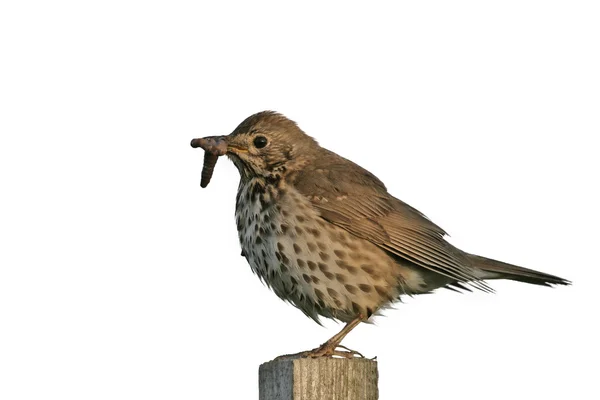 Song thrush, Turdus philomelos — Stock Photo, Image