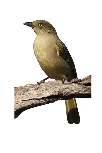 阴沉的 greenbul，Andropadus importunus — 图库照片