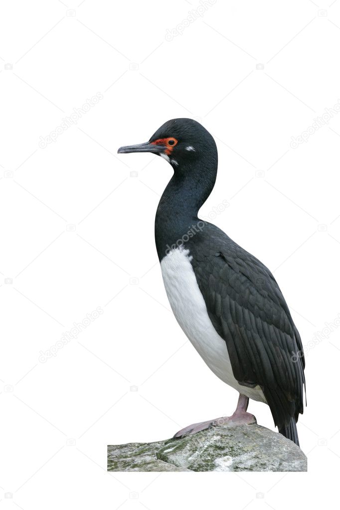 Rock cormorant, Phalacrocorax magellanicus,