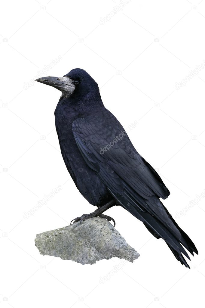 Rook, Corvus frugilegus,