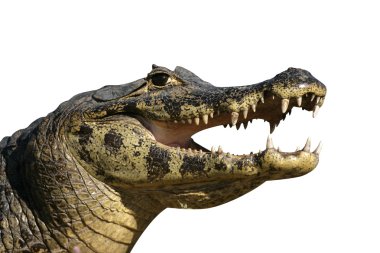 Bozkır caiman, caiman crocodilus