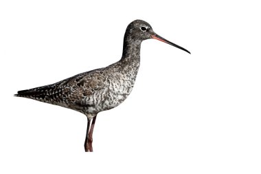 Benekli redshank, tringa erythropus