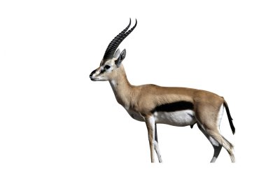 Thomson'ın ceylan, gazella thomsonii,