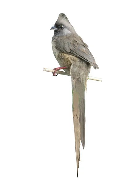 얼룩 덜 룩 한 mousebird, colius striatus — 스톡 사진