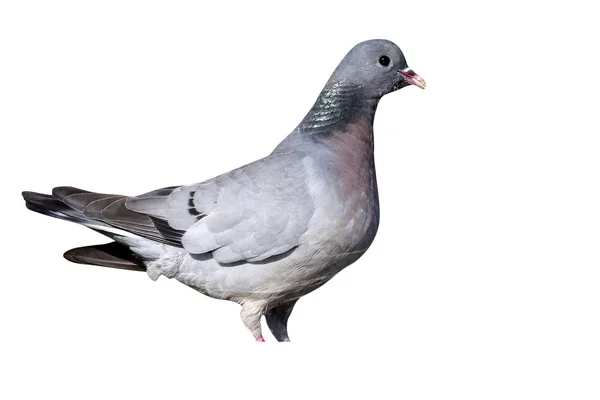 Stock dove, Columba oenas — Stock Photo, Image