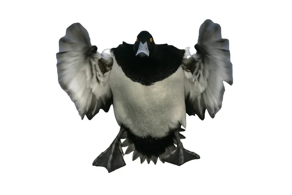 Tufted duck,  Aythya fuligula — Stock Photo, Image