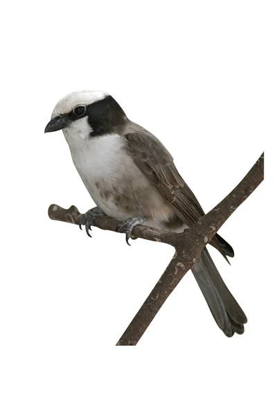 Λευκό-στεμμένος shrike, eurocephalus ruppelli — Φωτογραφία Αρχείου