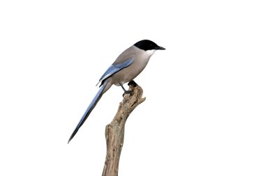 Azure kanatlı Saksağan, cyanopica cyana