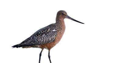 Çubuklu Godwit, Limosa Lapponica