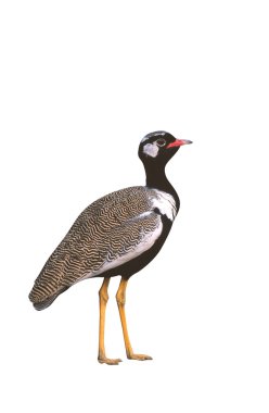 siyah korhan, eupodotis afra