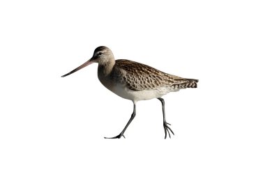 Kara kuyruklu Godwit, Limosa limozası