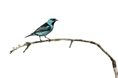 Mavi dacnis, dacnis cayana