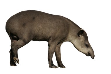 Brezilya tapiri tapirus terrestris,