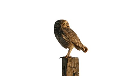 oyuk baykuşu, speotyto cunicularia