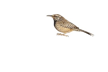 kaktüs çit kuşu, campylorhynchus brunneicapillus