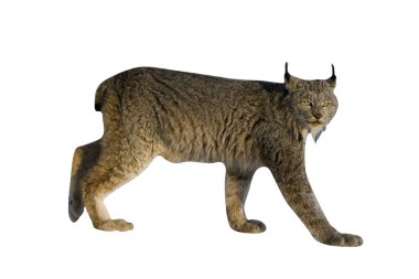 Kanadalı lynx lynx canadensis