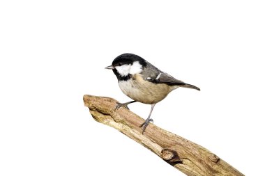 parus kömür baştankara, yedi