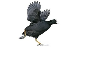 Coot, Fulica atra