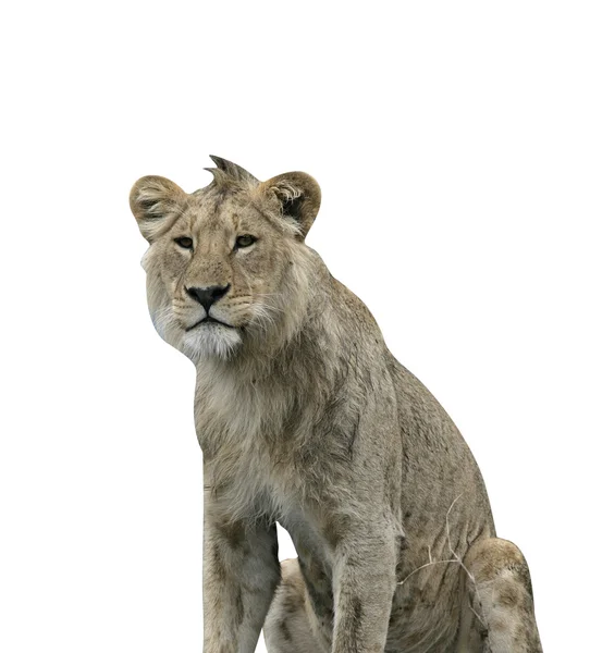 Lion africain, panthera leo — Photo