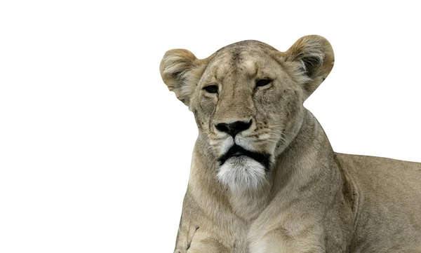 Leão africano, panthera leo — Fotografia de Stock