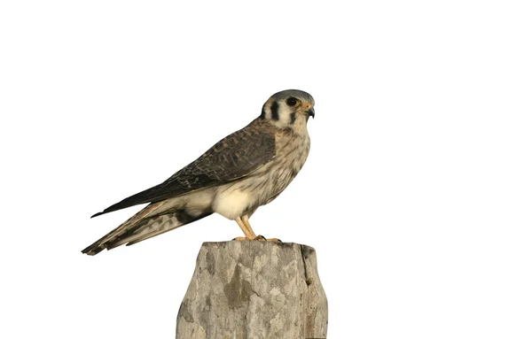 Amerikanischer Turmfalke, Falco sparverius — Stockfoto