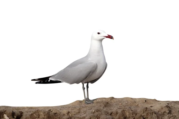 Gabbiano di Audouin, Larus audouinii , — Foto Stock