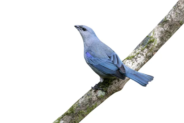 Tanager de ombros azuis, Thraupis cyanoptera — Fotografia de Stock