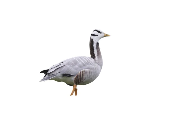 Bar-headed goose, Anser indicus — Stockfoto