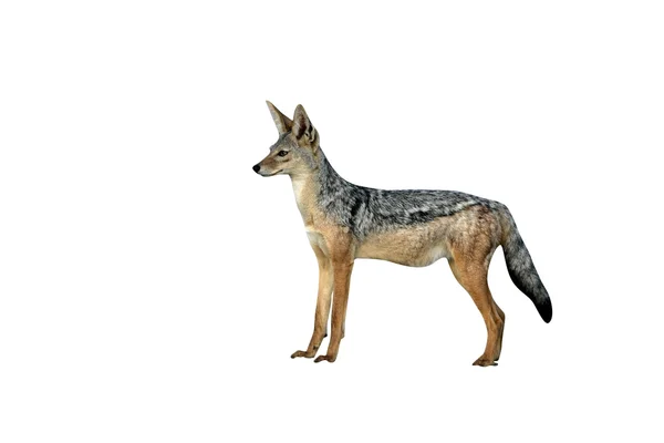 Чернохвостый шакал, Canis mesomelas , — стоковое фото