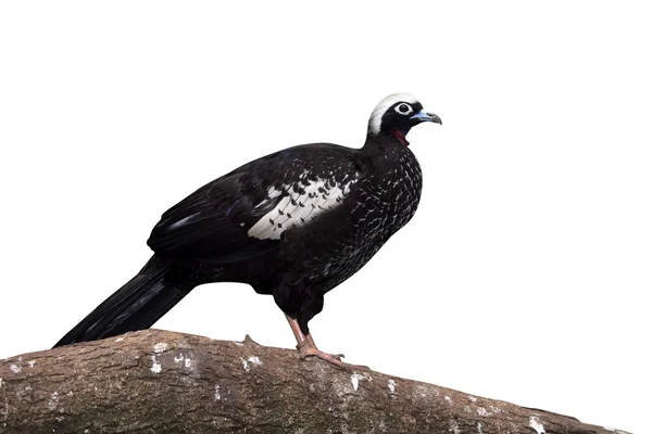Boru-guan, penelope jacutinga Kara alınlı — Stok fotoğraf