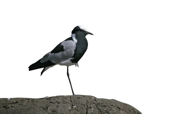 Plover herrero, Vanellus armatus — Foto de Stock