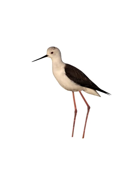 Ala nera Stilt, Himantopus himantopus — Foto Stock