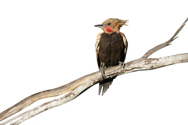 Pájaro carpintero de cresta rubia, Colaptes flavescens — Foto de Stock